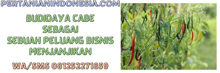 budidaya,cabe,peluang bisnis,peluang bisnis menjanjikan,budidaya tanaman cabe